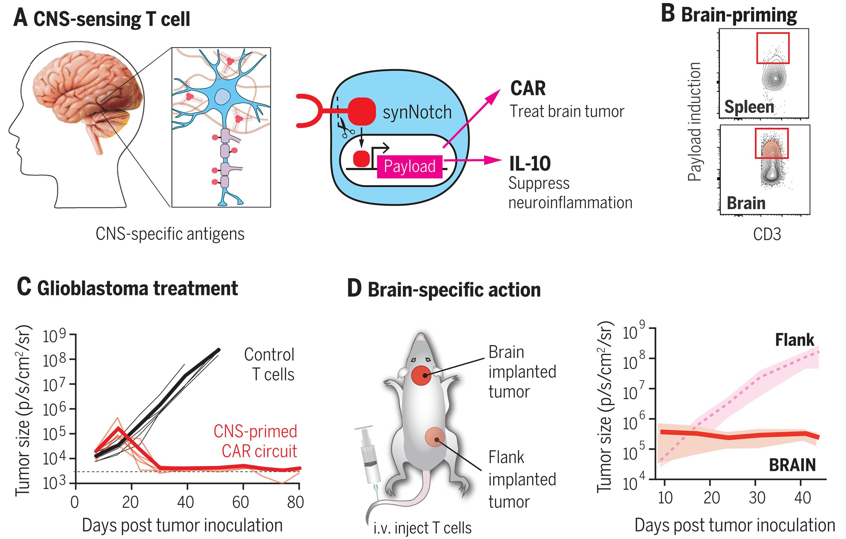 Programming tissue-sensing T cells that deliver therapies to the brain