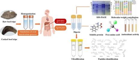 Effect of cooking treatment on protein digestibility, peptide profile and potential bioactive peptides of beef tripe during in vitro gastrointestinal digestion