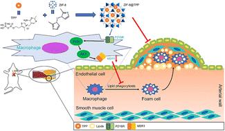 Metal–organic framework-based nanoplatforms for synergistic anti-atherosclerosis therapy by regulating the PI3K/AKT/MSR1 pathway in macrophages†