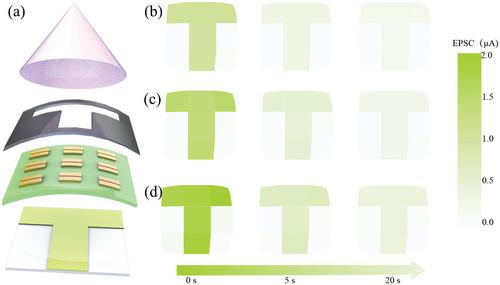 Electro-Optical InGaZnO Synaptic Transistor with Solid State Electrolyte for Pain Perception