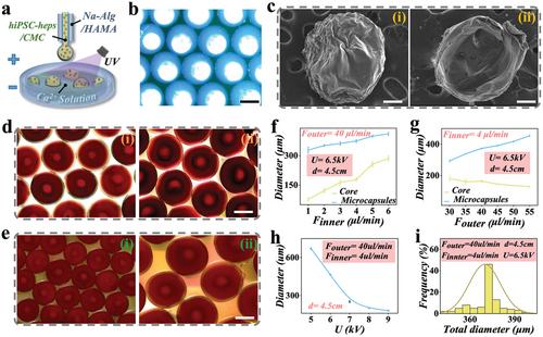 Biomimetic Vascularized iPSC-Hepatocyte Spheroids for Liver Regeneration