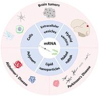 Recent advances in mRNA-based therapeutics for neurodegenerative diseases and brain tumors