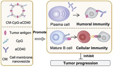 Personalized Multi-Epitope Nanovaccine Unlocks B Cell-Mediated Multiple Pathways of Antitumor Immunity