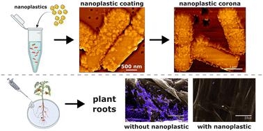 Adaptive responses of Bacillus subtilis underlie differential nanoplastic toxicity with implications for root colonization†