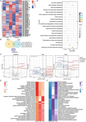 A Comprehensive Transcriptome Atlas Reveals the Crucial Role of LncRNAs in Maintaining Nodulation Homeostasis in Soybean
