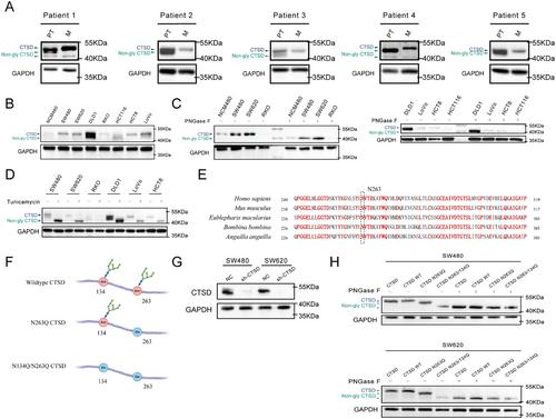 N-glycosylation Modification of CTSD Affects Liver Metastases in Colorectal Cancer