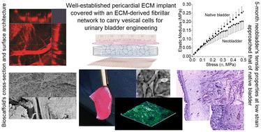 Pericardial bioscaffold coated with ECM gels and urothelial cells for the repair of a rabbit urinary bladder defect