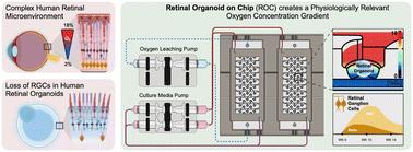 Retinal organoid chip: engineering a physiomimetic oxygen gradient for optimizing long term culture of human retinal organoids†