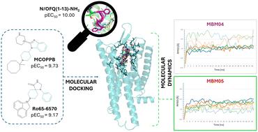 Probing non-peptide agonists binding at the human nociceptin/orphanin FQ receptor: a molecular modelling study†