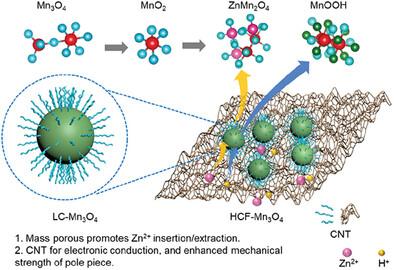 Enabling Long-cycling Aqueous Zn-Mn3O4 Batteries via Segregated and Interlaced Carbon Frameworks