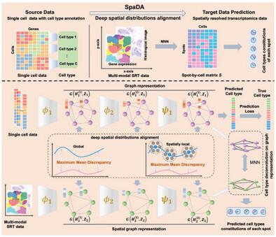 Spatially Aware Domain Adaptation Enables Cell Type Deconvolution from Multi-Modal Spatially Resolved Transcriptomics