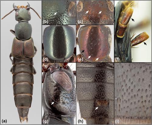Gastritis over Gastrisus Sharp (Coleoptera: Staphylinidae: Xanthopygina): Resolving a major taxonomic impediment with phylogenomics