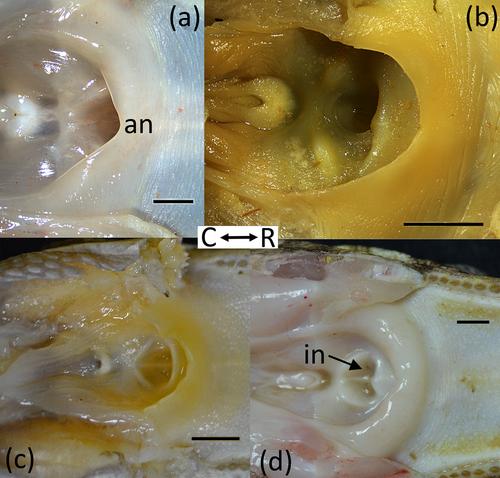 The velar chord and dynamic integration of the gular valve in crocodylians