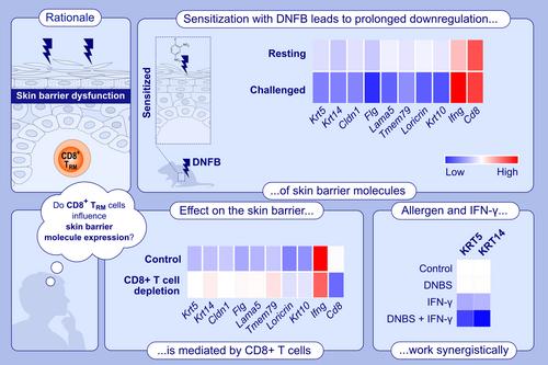 T Cells Induce Prolonged Downregulation of Barrier Molecules in a Mouse Model of Allergic Contact Dermatitis