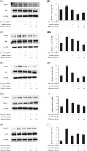Ellagic acid suppresses β-defensin2 antimicrobial peptide and CCL20 chemokine in psoriasis-like HaCaT human keratinocyte