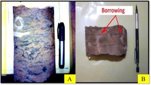 Affections on the Sandstone of Zubair Formation in Luhais Oil Field Southern Iraq