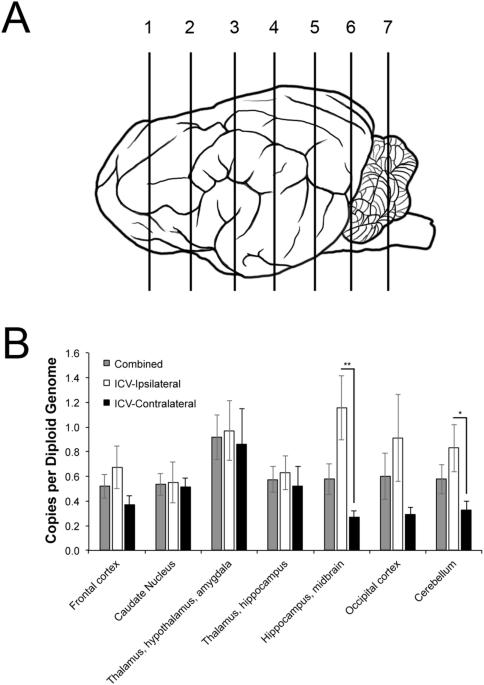 Intracisternal vs intraventricular injection of AAV1 result in comparable, widespread transduction of the dog brain