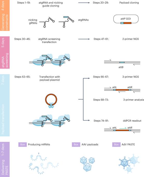 Precise kilobase-scale genomic insertions in mammalian cells using PASTE