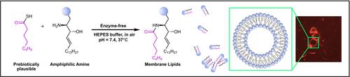 Aqueous Synthesis of Membrane Lipids via Amide Formation between Amphiphilic Amines and Thioacids