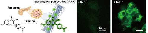 Flavonoid-Derived Probes for the Detection of Islet Amyloid Polypeptide Aggregates