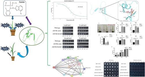 Dufulin-Binding Protein OsJAZ5 Functions in Rice Stress Tolerance