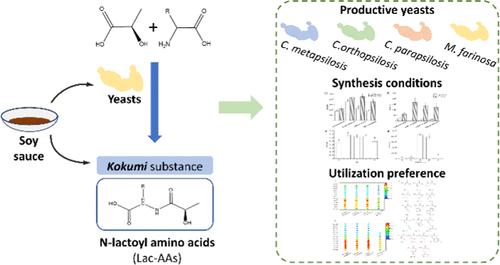 Revealing the Microbial Origins of N-Lactoyl Amino Acids in Soy Sauce: Synthesis Conditions, Potential Enzymes, and Utilization Preference