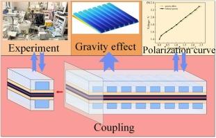 Effects of gravity on the cell performance of proton exchange membrane water electrolyzer