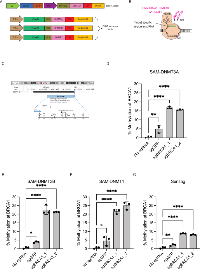 SAM-DNMT3A, a strategy for induction of genome-wide DNA methylation, identifies DNA methylation as a vulnerability in ER-positive breast cancers