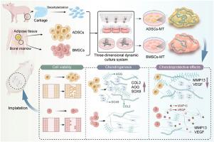 High paracrine activity of hADSCs cartilage microtissues inhibits extracellular matrix degradation and promotes cartilage regeneration