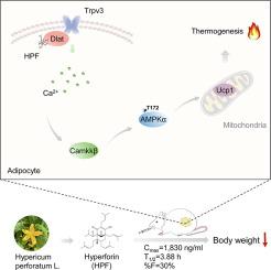 Targeting Dlat-Trpv3 pathway by hyperforin elicits non-canonical promotion of adipose thermogenesis as an effective anti-obesity strategy