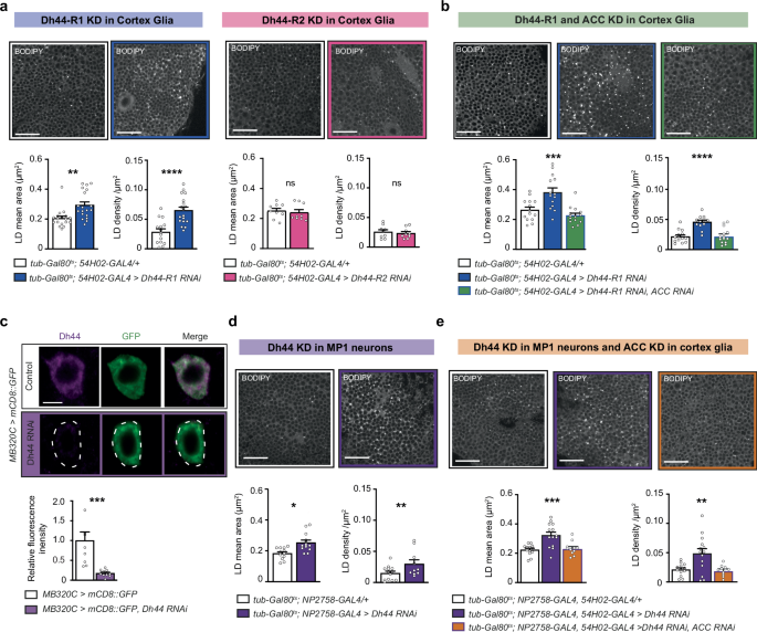 Diverting glial glycolytic flux towards neurons is a memory-relevant role of Drosophila CRH-like signalling