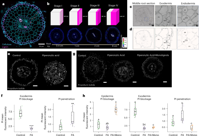 Regulation and function of a polarly localized lignin barrier in the exodermis