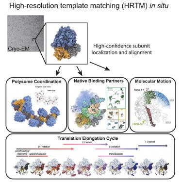 Structural dynamics of human ribosomes in situ reconstructed by exhaustive high-resolution template matching