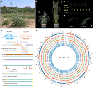 The near-complete genome assembly of hexaploid wild oat reveals its genome evolution and divergence with cultivated oats