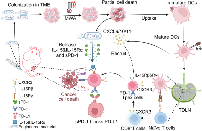 Thermal-responsive activation of engineered bacteria to trigger antitumor immunity post microwave ablation therapy