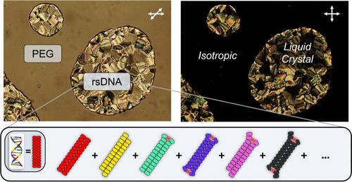 Random-Sequence DNA Oligomers Make Liquid Crystals: A Case of Collective Ordering in a Superdiverse Environment