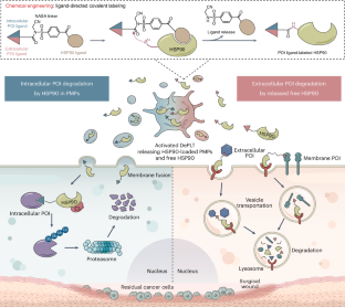 Engineered platelets as targeted protein degraders and application to breast cancer models