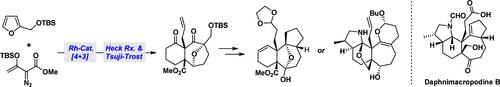 Synthetic Study toward Daphnimacropodines