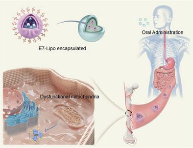 Regulating Mitochondrial Aging via Targeting the Gut-Bone Axis in BMSCs With Oral Hydrogel Microspheres to Inhibit Bone Loss
