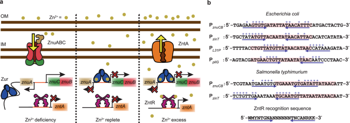 A ‘through-DNA’ mechanism for co-regulation of metal uptake and efflux