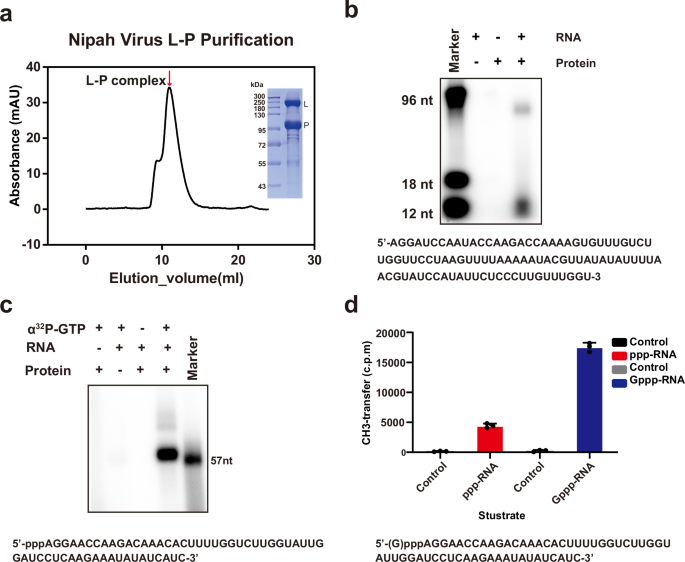 Cryo-EM structure of Nipah virus L-P polymerase complex