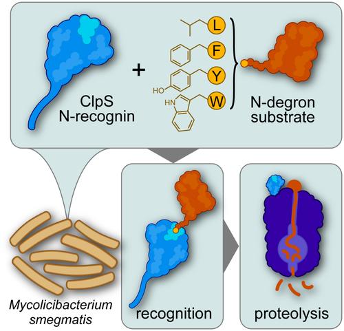 ClpS Directs Degradation of N-Degron Substrates With Primary Destabilizing Residues in Mycolicibacterium smegmatis