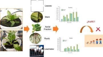 Exploring the uptake, accumulation, and distribution of nitrate in Swiss chard and spinach and their impact on food safety and human health
