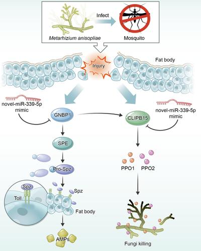 Boosting the efficacy of fungal biocontrol: miRNA339-5p-mediated mosquito immunity regulation