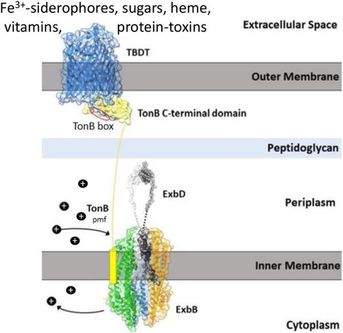 Substrate Uptake by TonB-Dependent Outer Membrane Transporters