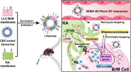 Carcinoma–Astrocyte Gap Junction Interruption by a Dual-Targeted Biomimetic Liposomal System to Attenuate Chemoresistance and Treat Brain Metastasis