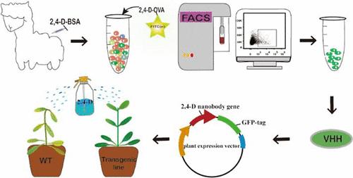 Efficient Selection of the 2,4-Dichlorophenoxyacetic Acid Nanobody Gene from the Phage Library Constructed with Sorted Specific Cells and Expression in Plants to Confer Herbicide Resistance