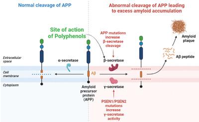 Polyphenols and Their Biogenic Nano-Formulations Targeting BACE1 as Anti-Amyloid Therapies; Meeting the Challenges of Bioavailability, Safety, and Specificity for the Treatment of Alzheimer's Disease