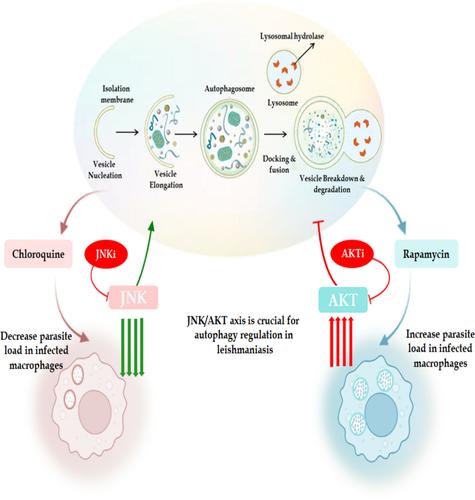 Uncovering the Significance of JNK/AKT Axis in the Autophagic Regulation of Leishmania major Infection