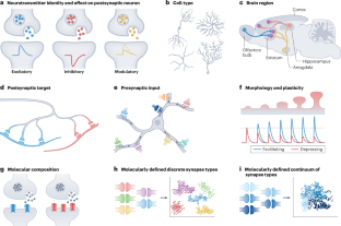 Understanding the molecular diversity of synapses